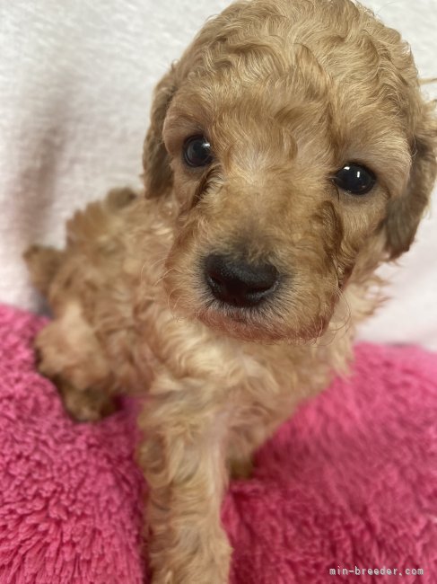 川端　沙弥香(かわばた　さやか)ブリーダー(熊本県・トイプードルなど・JKC登録)の紹介写真3