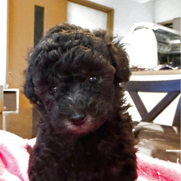 トイプードル(トイ)【熊本県・女の子・2025年4月26日・シルバー】の写真「可愛い♡シルバーの女の子」