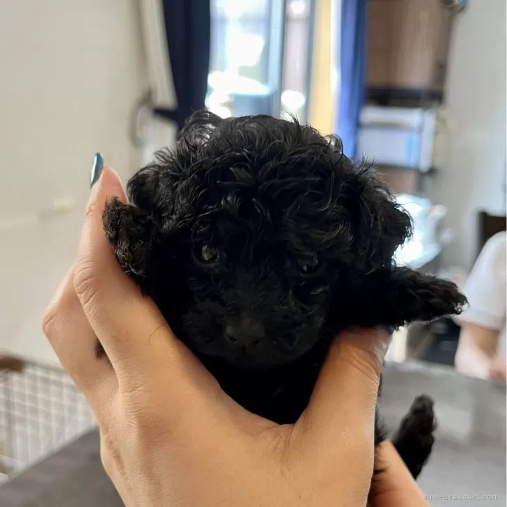 ID：2407-03090の子犬