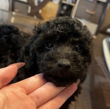 トイプードル(トイ)【熊本県・男の子・2024年5月30日・ブラック】の写真「甘えん坊男の子🐶
元気いっぱい🎶」