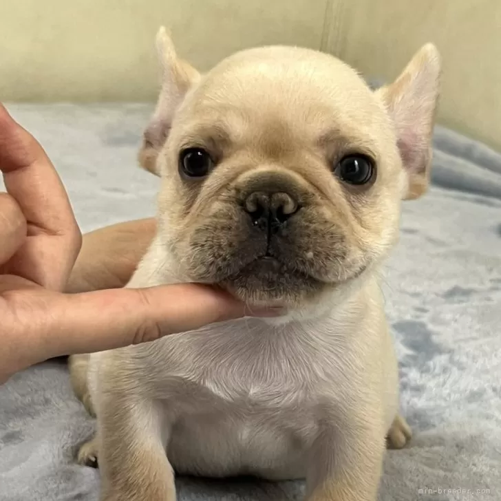 ID:2508-02368の子犬