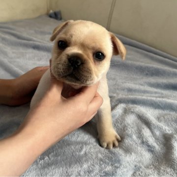 フレンチブルドッグ【千葉県・男の子・2025年10月25日・クリーム】の写真「お父さんはアメリカチャンピオン🇺🇸」