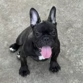 フレンチブルドッグ