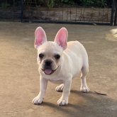 フレンチブルドッグ