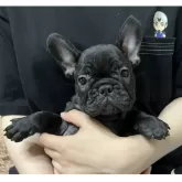 フレンチブルドッグ