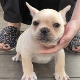 フレンチブルドッグ