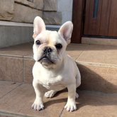 フレンチブルドッグ