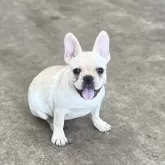 フレンチブルドッグ