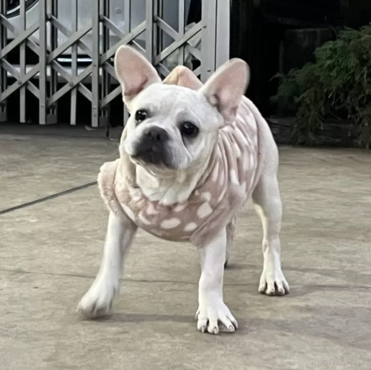 ID：2308-03259の子犬