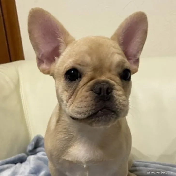 ID:2306-00988の子犬