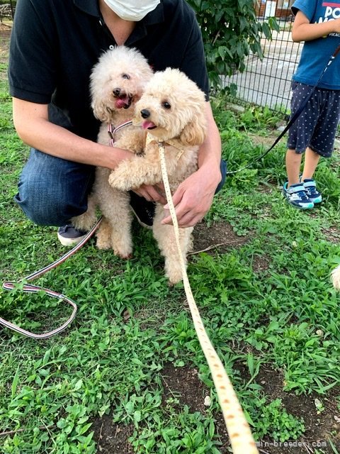 西井　信二(にしい　しんじ)ブリーダー(大阪府・トイプードル・JKC登録)の紹介写真2