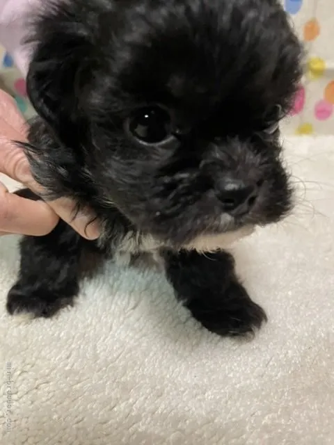 ID：2202-03134の子犬