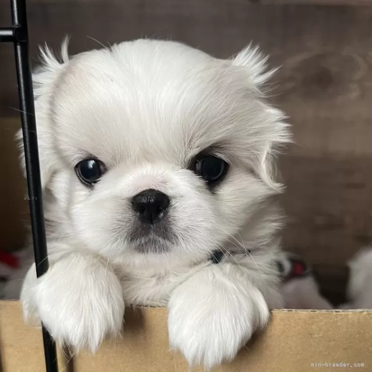 ID:2411-02157の子犬