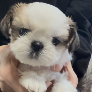 シーズー【愛知県・女の子・2025年9月22日・ゴールドホワイト】の写真「優しいお顔の可愛い女の子です」