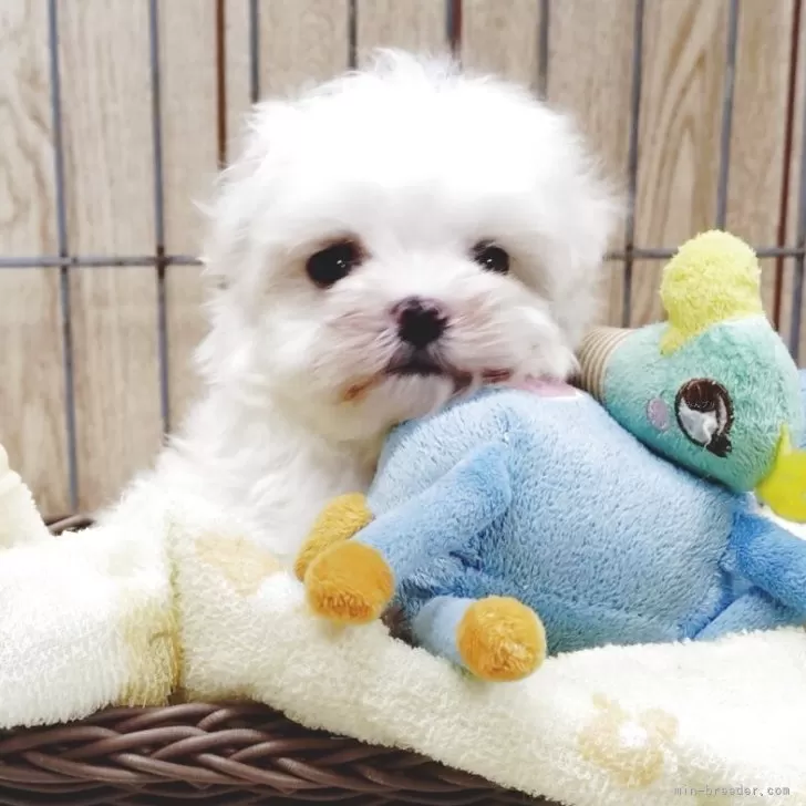 T.Y 様のお迎えした子犬