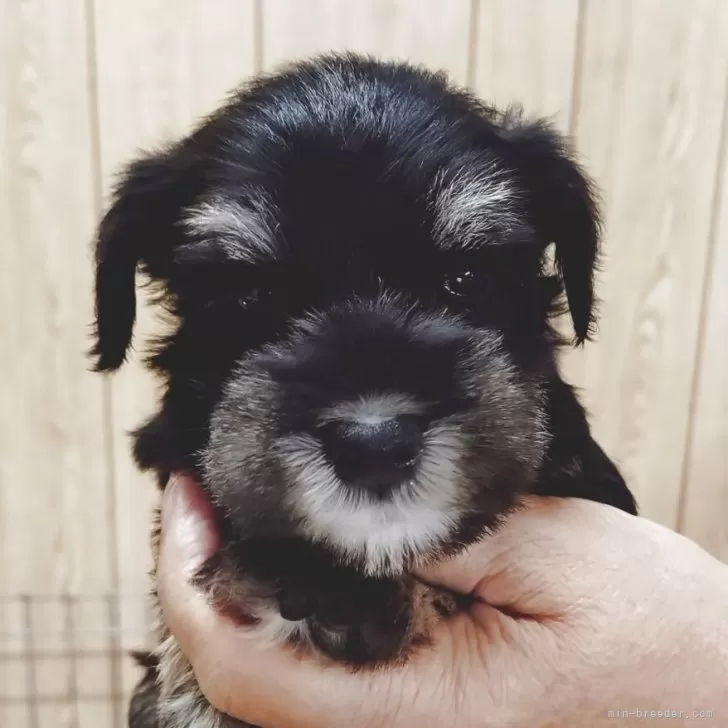 ID：2510-05854の子犬