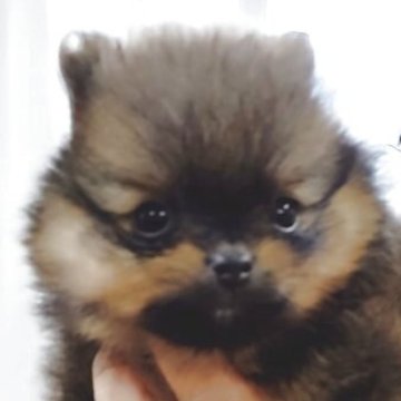 ポメラニアン【兵庫県・男の子・2025年9月25日・オレンジセーブル】の写真「小ぶりで活発な可愛い男の子」