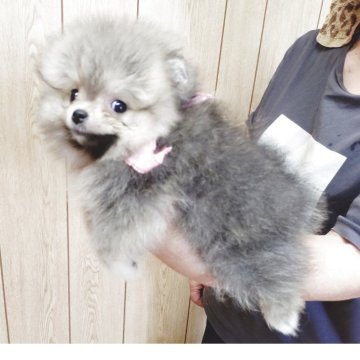 ポメラニアン【兵庫県・女の子・2025年6月14日・ウルフセーブル】の写真「元気な可愛い女の子です」