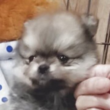 ポメラニアン【兵庫県・女の子・2025年9月25日・ウルフセーブル】の写真「小ぶりで可愛い女の子」