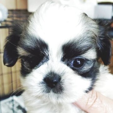 ミックス(チワワ×シーズー)【兵庫県・男の子・2025年10月1日・レッド&ホワイト】の写真「お顔はチワワかな？元気な可愛い男の子」