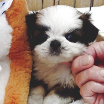 ミックス(チワワ×シーズー)【兵庫県・男の子・2025年10月1日・レッド&ホワイト】の写真「お顔はシーズー寄りの可愛い男の子」