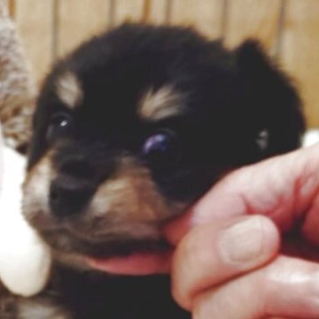 チワックス(チワワ×ダックスフンド)【兵庫県・女の子・2025年10月18日・ブラック&タン】の写真「陽気で元気な女の子」