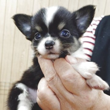 チワワ(ロング)【兵庫県・男の子・2025年9月24日・ブラックタン&ホワイト】の写真「小ぶりな可愛い男の子　」