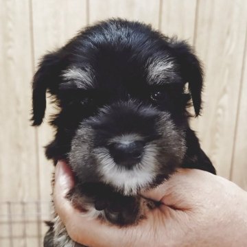 ミニチュアシュナウザー【兵庫県・男の子・2025年9月10日・ブラックシルバー】の写真「元気いっぱいの男の子」