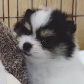 ポメラニアン