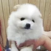 ポメラニアン