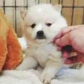 ポメ柴(ポメラニアン×柴犬)【兵庫県・女の子・2025年10月4日・クリーム】の写真2