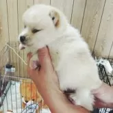 ポメ柴(ポメラニアン×柴犬)【兵庫県・女の子・2025年10月4日・クリーム】の写真3