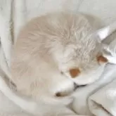 ポメ柴(ポメラニアン×柴犬)【兵庫県・女の子・2025年10月4日・クリーム】の写真4