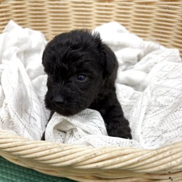 シュナプー(トイプードル×ミニチュアシュナウザー)【岐阜県・男の子・2025年11月16日・ブラック】の写真「甘えん坊な子です。可愛い子です。」