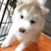 シベリアンハスキー