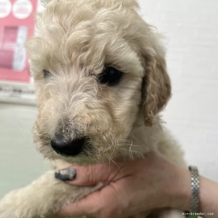 ID:2401-02166の子犬