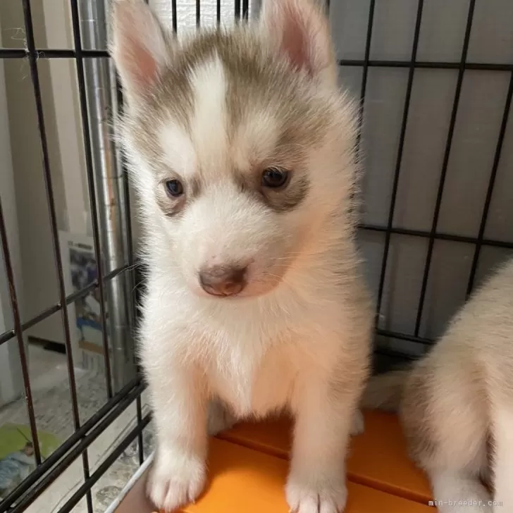 Y.Y 様のお迎えした子犬