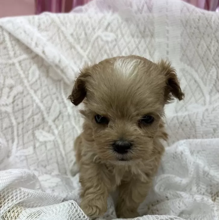 ID:2404-04153の子犬