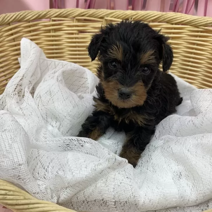 ID:2312-04892の子犬