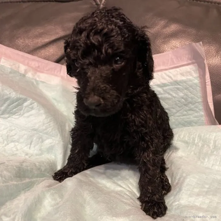 ID:2304-05758の子犬