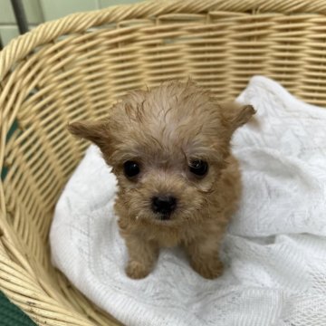 チワプー(トイプードル×チワワ)【岐阜県・男の子・2024年8月4日・クリーム】の写真「兄妹の中で小さいですが元気いっぱいかわいい子です。」