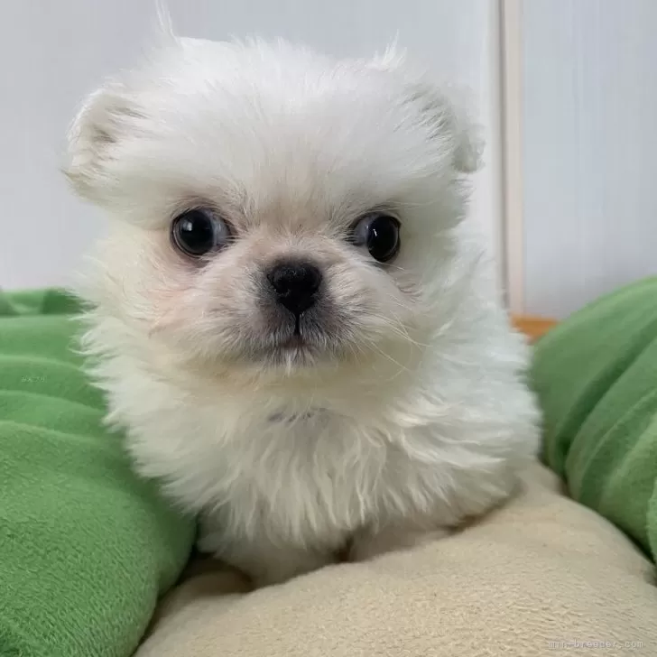 ID：2411-02301の子犬