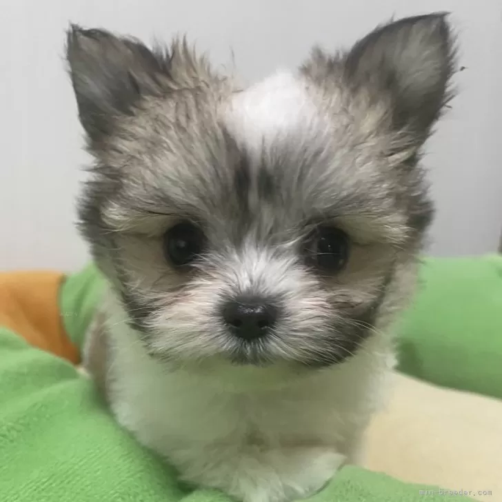T.T 様のお迎えした子犬