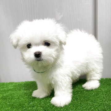 マルチーズ【滋賀県・男の子・2025年7月17日・ホワイト】の写真「小ぶりで綺麗な毛並みの男の子　両親遺伝子検査クリア」