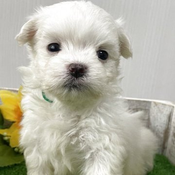 マルチーズ【滋賀県・男の子・2025年7月17日・ホワイト】の写真「小ぶりで綺麗な毛並みの男の子　両親遺伝子検査クリア」