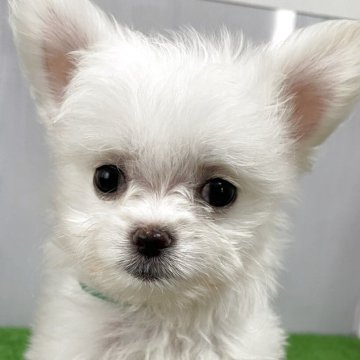 チワマル(マルチーズ×チワワ)【滋賀県・男の子・2025年6月2日・クリーム】の写真「小さくて可愛いお顔の男の子」