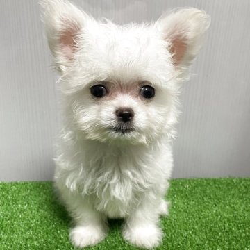 チワマル(マルチーズ×チワワ)【滋賀県・男の子・2025年6月2日・クリーム】の写真「小さくて可愛いお顔の男の子」