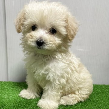 マルプー(マルチーズ×トイプードル)【滋賀県・女の子・2025年8月15日・クリーム】の写真「綺麗な毛並みで可愛いお顔の女の子　赤」