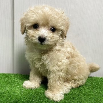 マルプー(マルチーズ×トイプードル)【滋賀県・男の子・2025年8月15日・クリーム】の写真「綺麗な毛並みで可愛いお顔の男の子　緑」