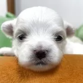 マルチーズ